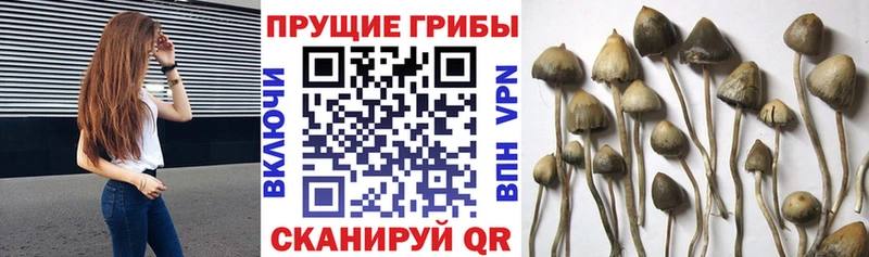 Псилоцибиновые грибы Cubensis  Купить  Киров 